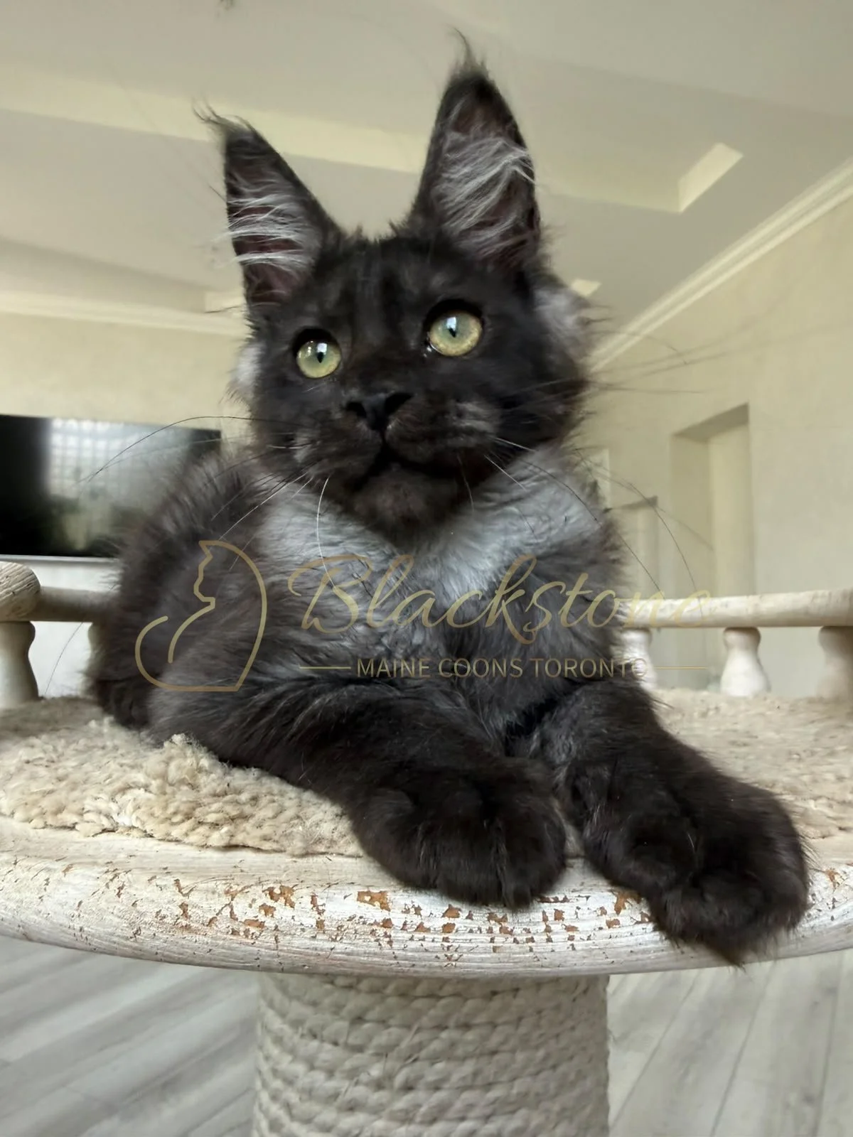 eZy Watermark_16-08-2026_09-40-03-9600PM.JPG