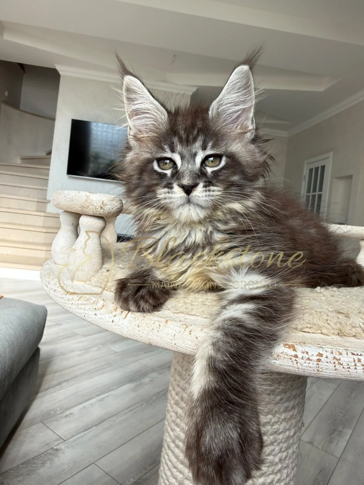 eZy Watermark_16-08-2026_09-40-13-0730PM.JPG