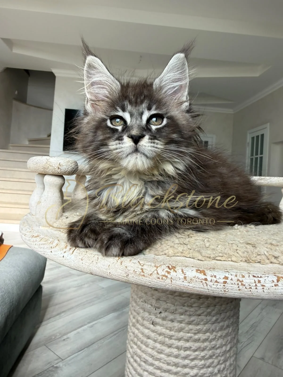 eZy Watermark_16-08-2026_09-40-13-5500PM.JPG