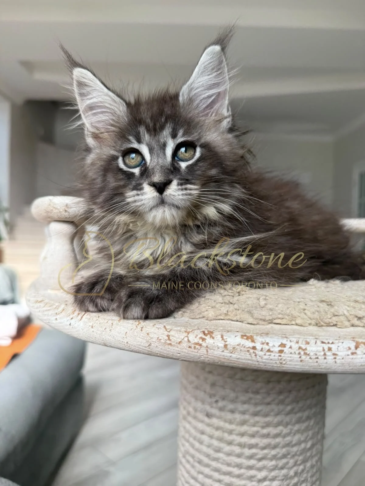 eZy Watermark_16-08-2026_09-40-13-6460PM.JPG