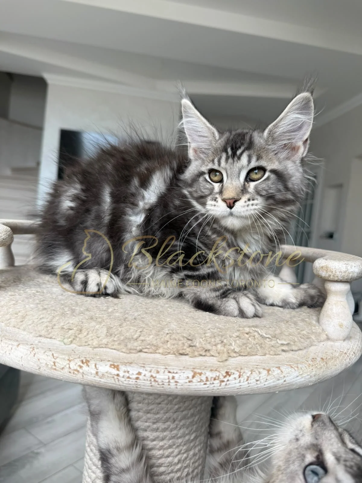 eZy Watermark_16-08-2026_09-40-14-5160PM.JPG