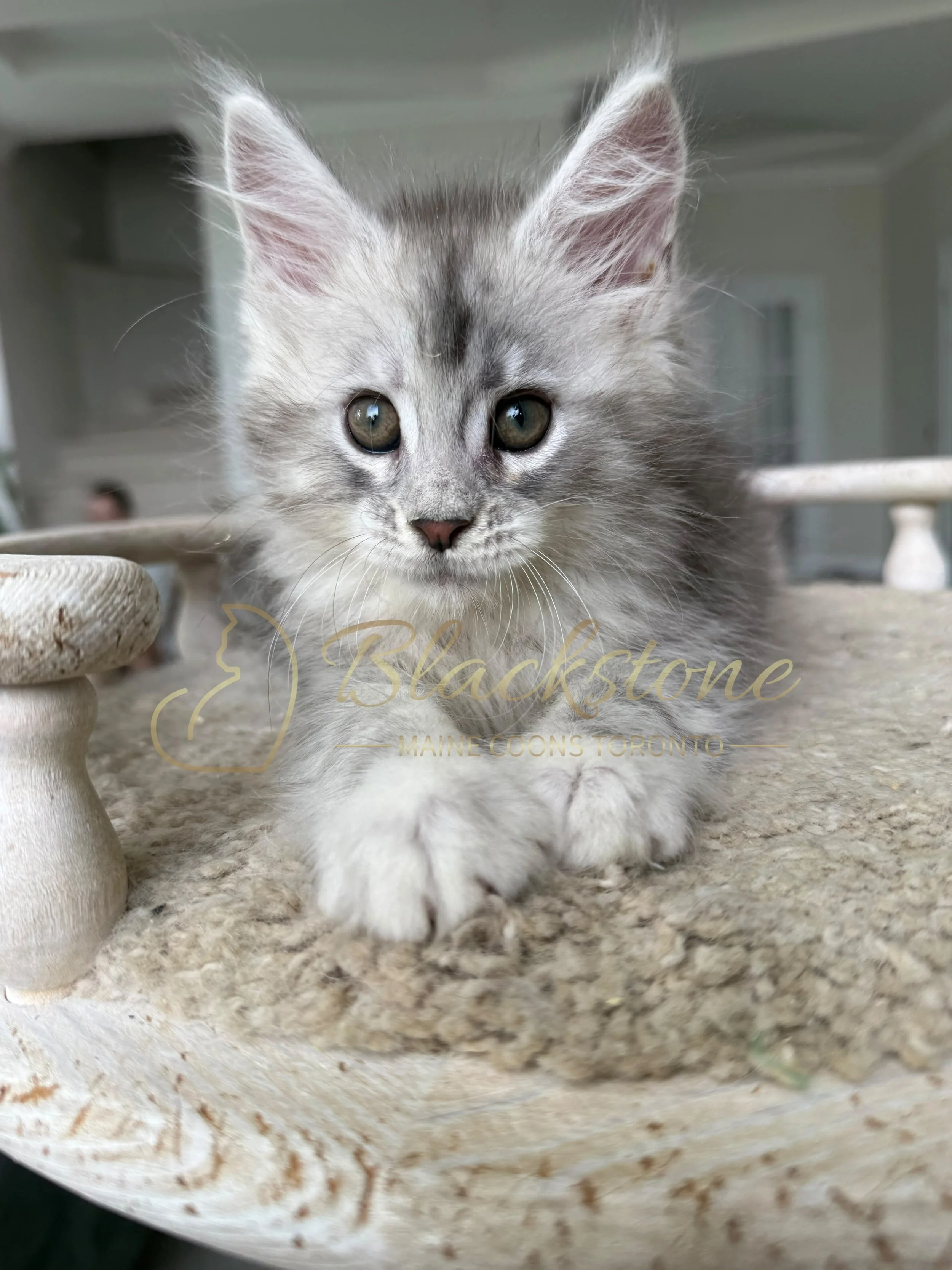 eZy Watermark_22-08-2026_09-49-07-6300PM.JPG