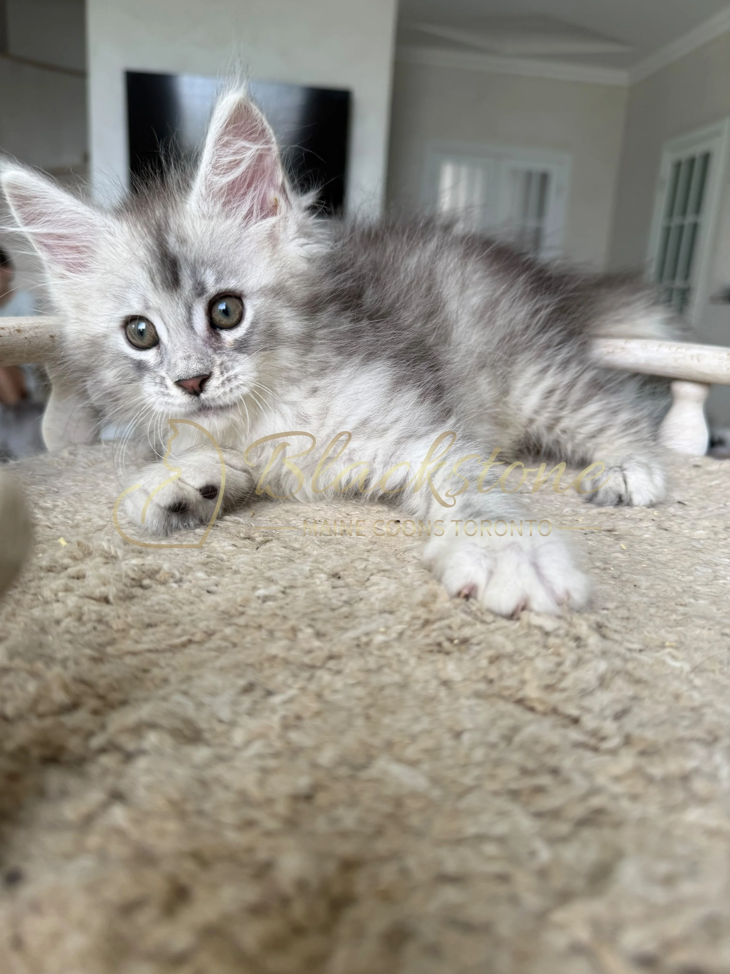 eZy Watermark_22-08-2026_09-49-08-7040PM.JPG