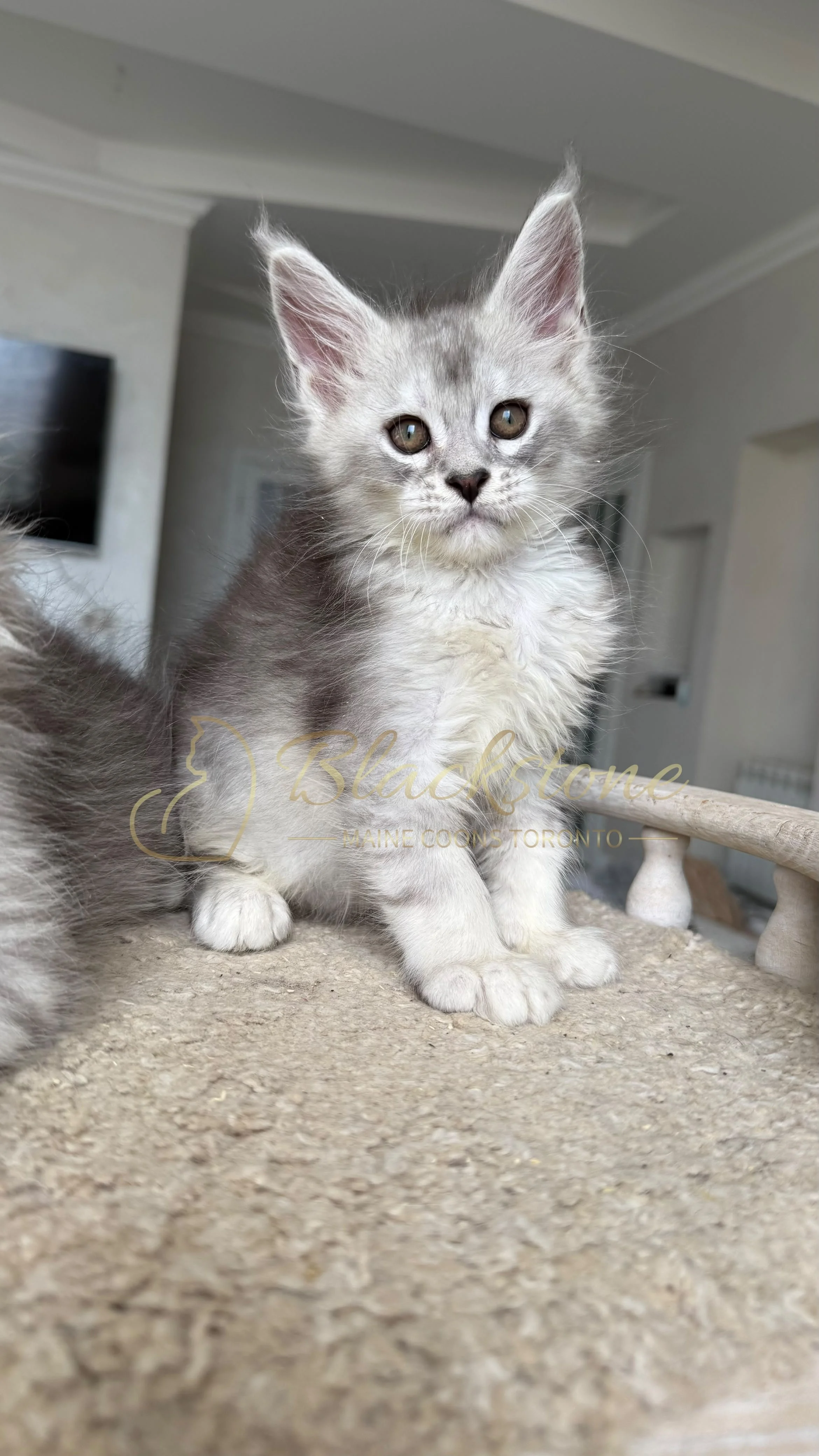 eZy Watermark_22-08-2026_10-01-32-1860PM.JPG