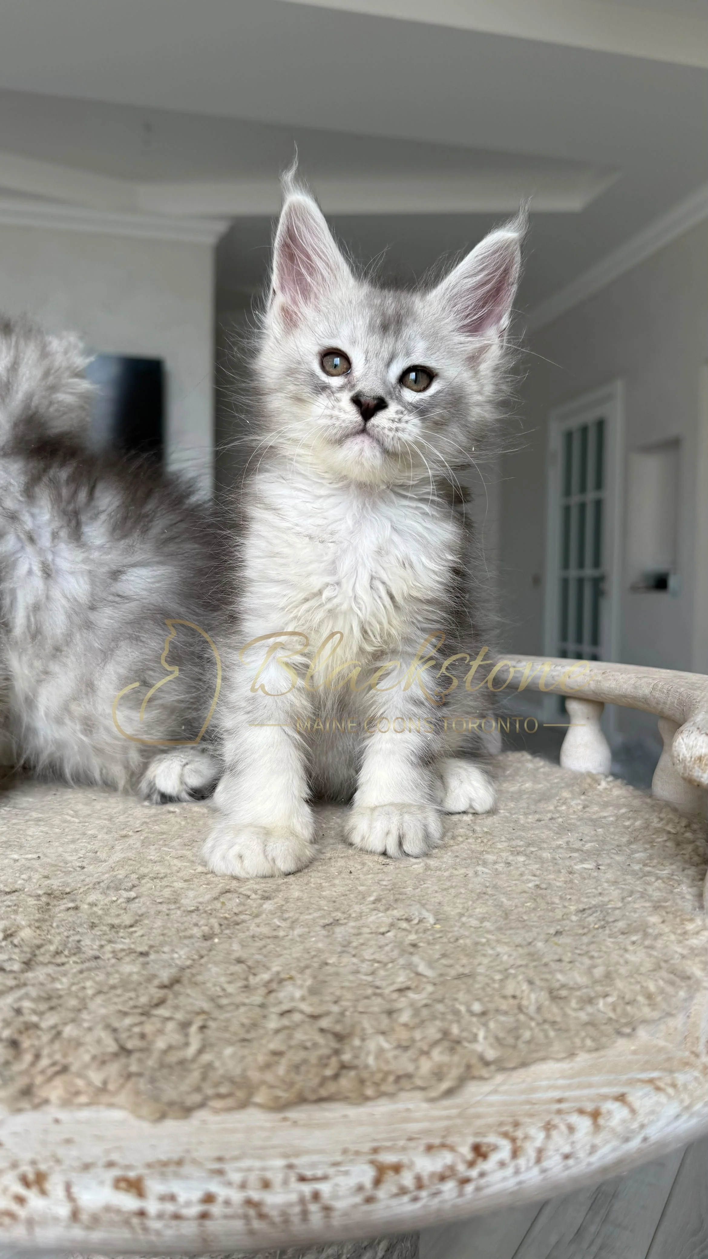 eZy Watermark_22-08-2026_10-01-32-5140PM.JPG