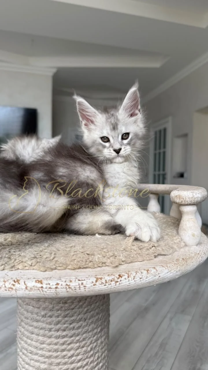 eZy Watermark_22-08-2026_10-01-33-1930PM.JPG