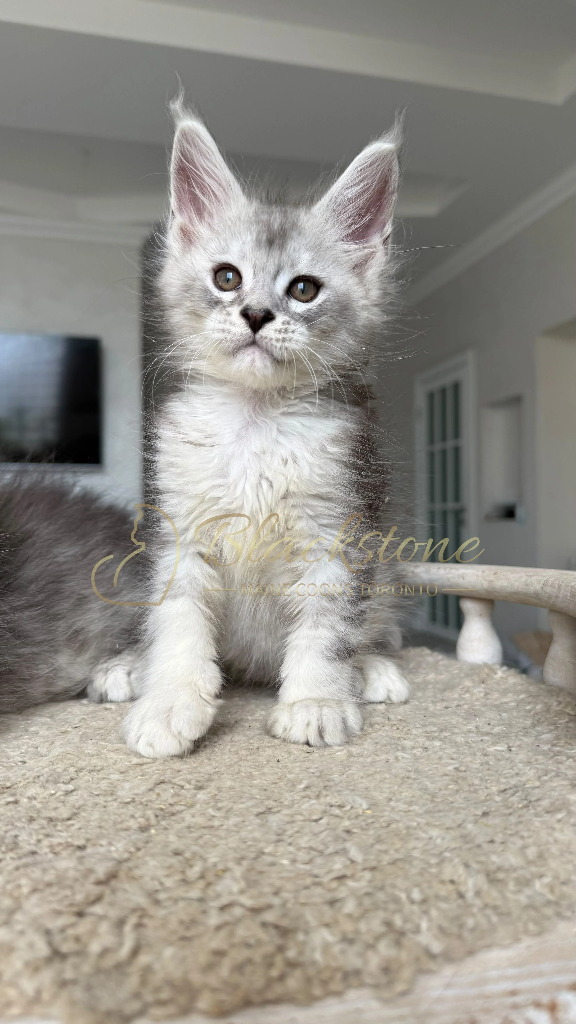 eZy Watermark_22-08-2026_10-01-33-4920PM.JPG
