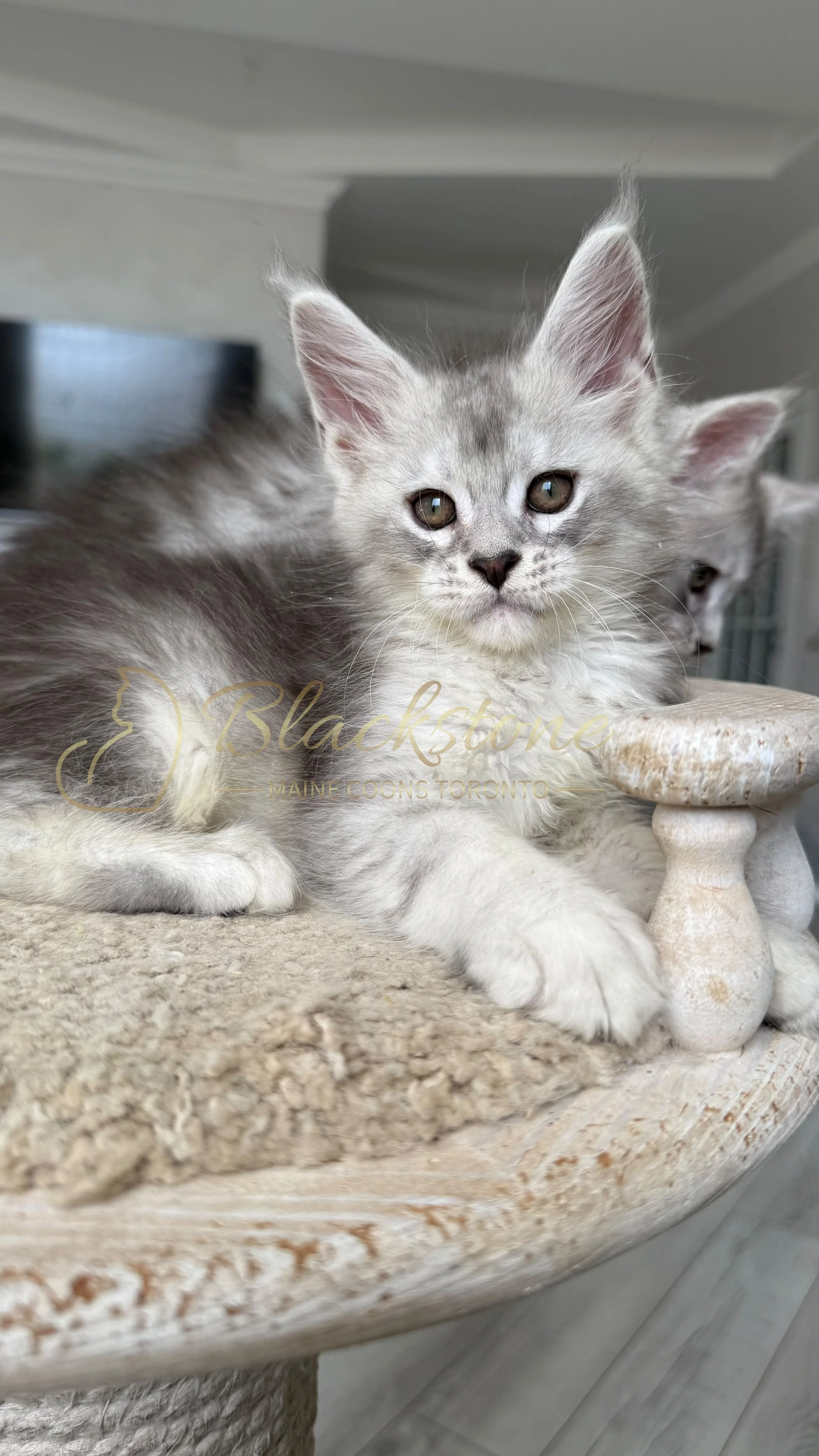 eZy Watermark_22-08-2026_10-01-33-6490PM.JPG