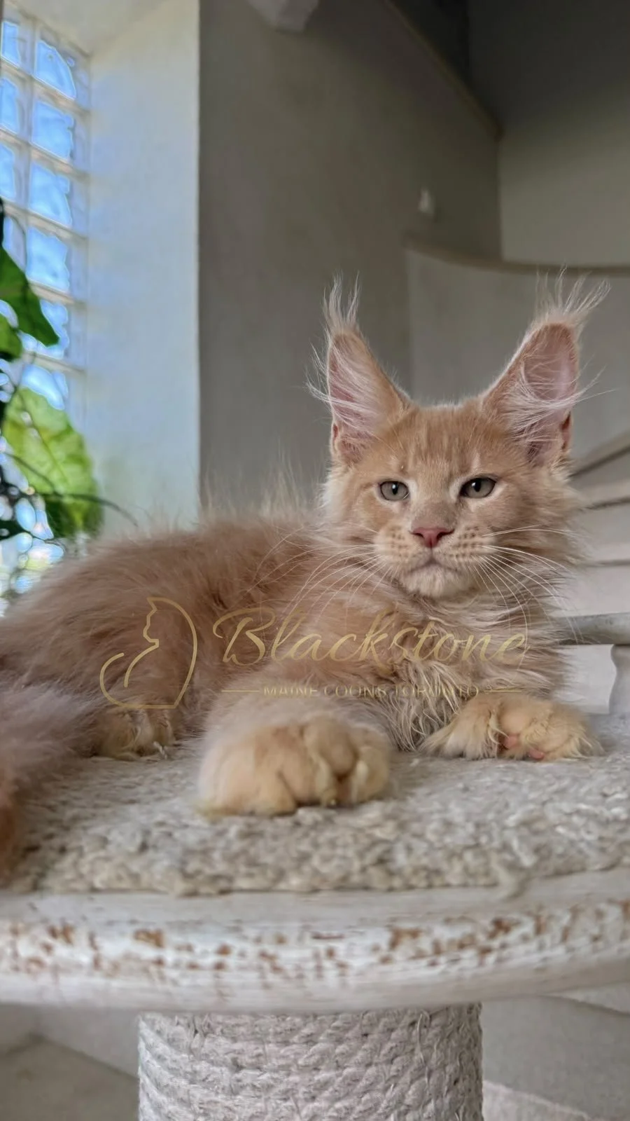 eZy Watermark_26-08-2026_07-34-05-8180PM.JPG