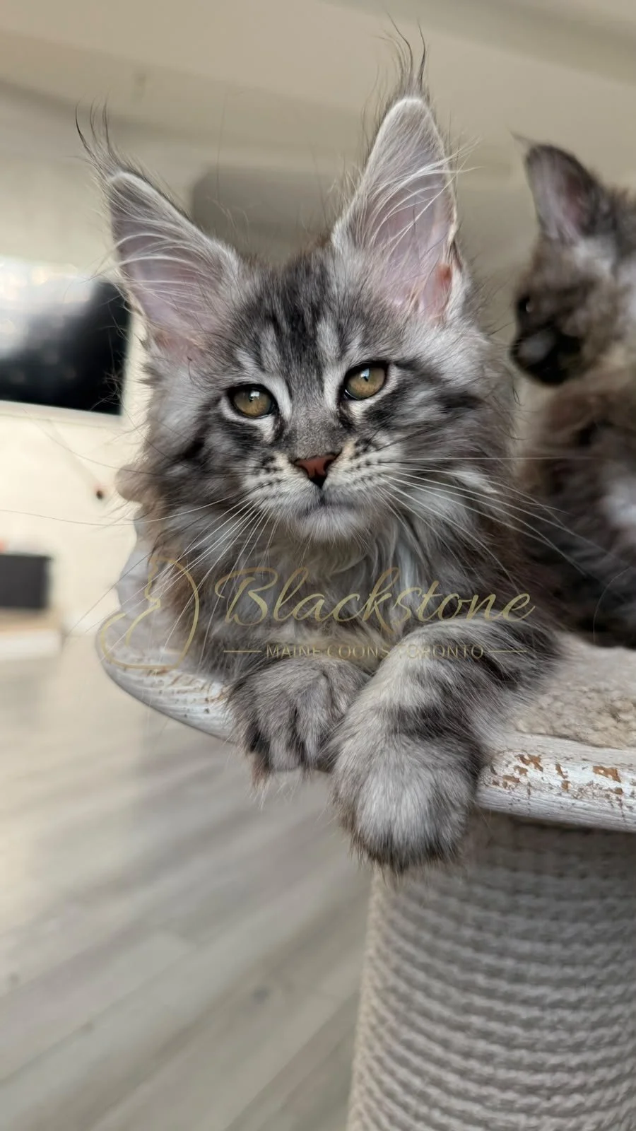 eZy Watermark_26-08-2026_08-09-42-6560PM.JPG