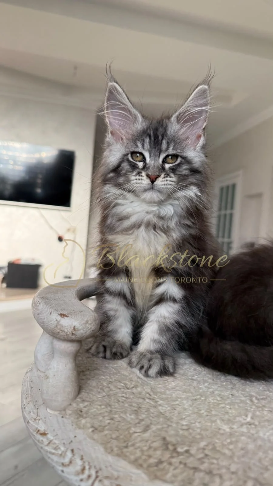 eZy Watermark_26-08-2026_08-09-43-1510PM.JPG