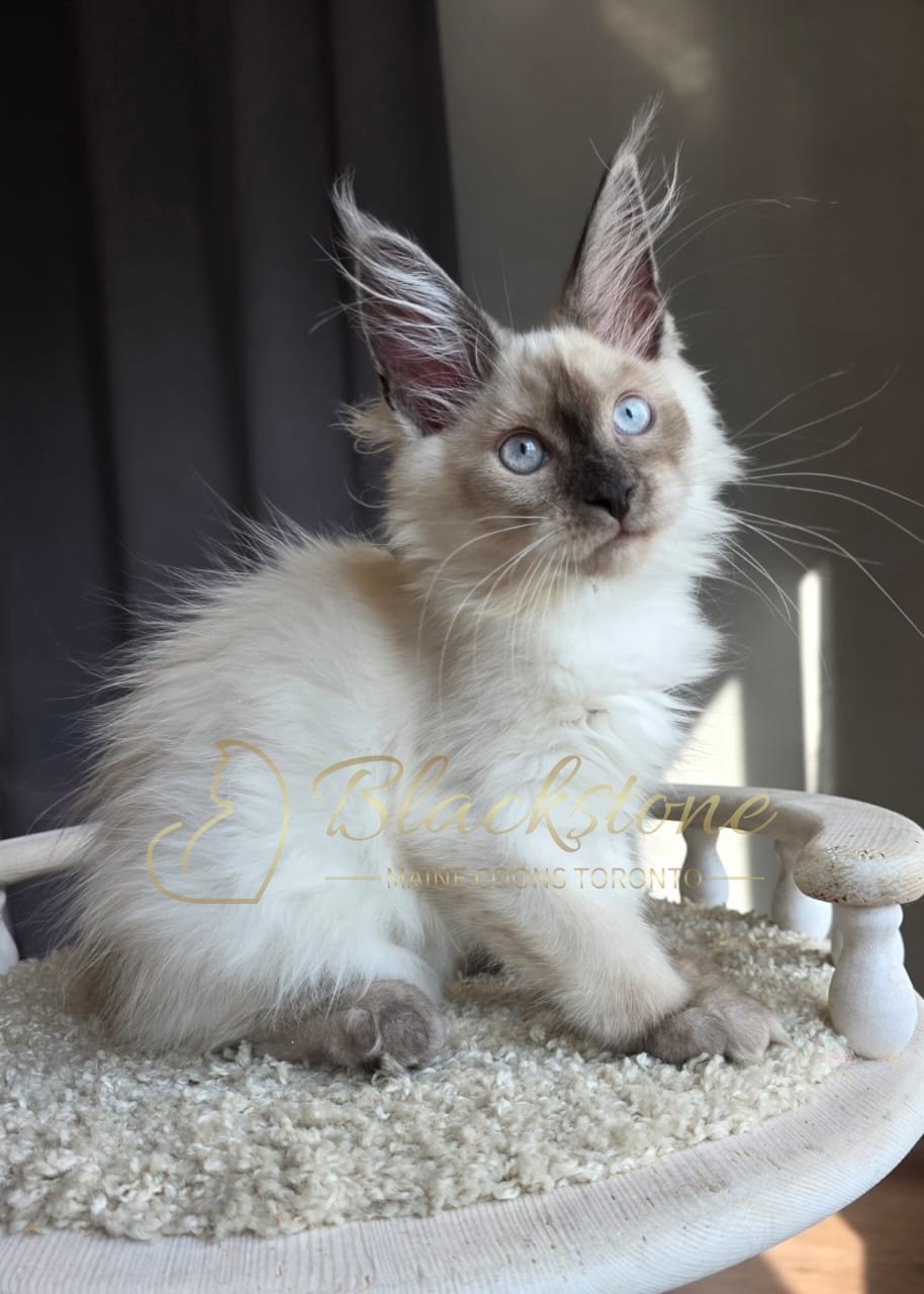 eZy Watermark_26-08-2026_08-18-57-1970PM.JPG