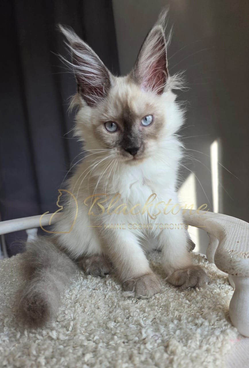 eZy Watermark_26-08-2026_08-18-57-2790PM.JPG