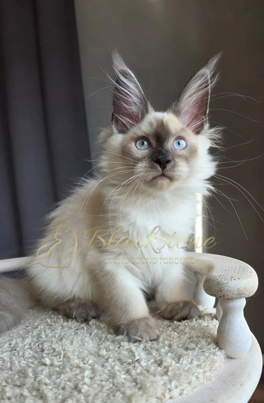 eZy Watermark_26-08-2026_08-18-57-4710PM.JPG