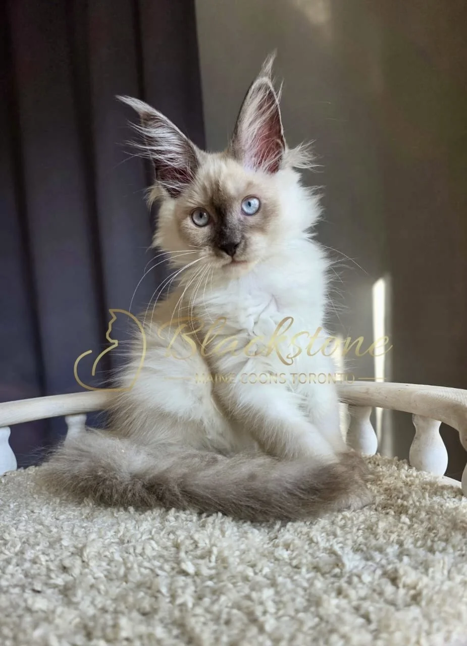 eZy Watermark_26-08-2026_08-18-57-5580PM.jpg