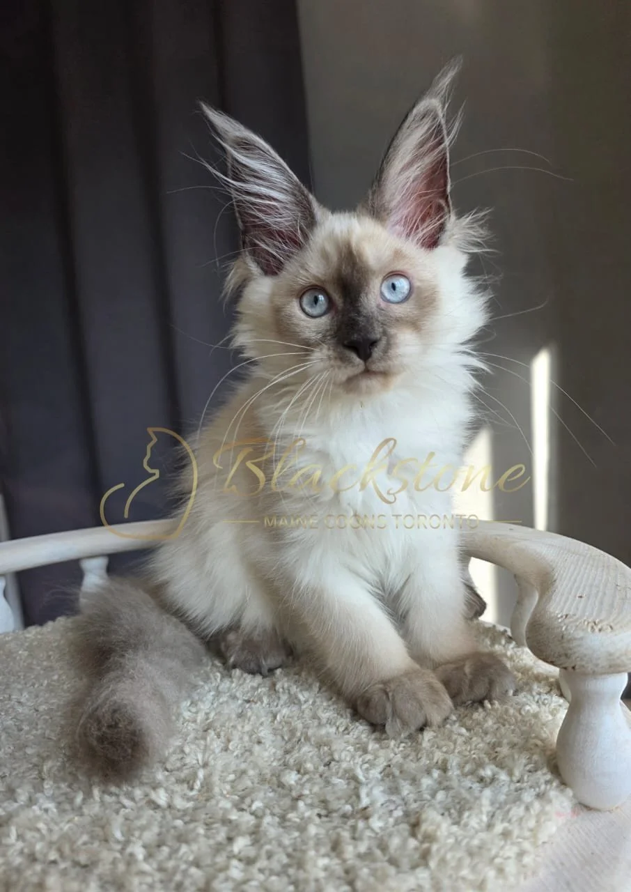 eZy Watermark_26-08-2026_08-18-57-8940PM.JPG
