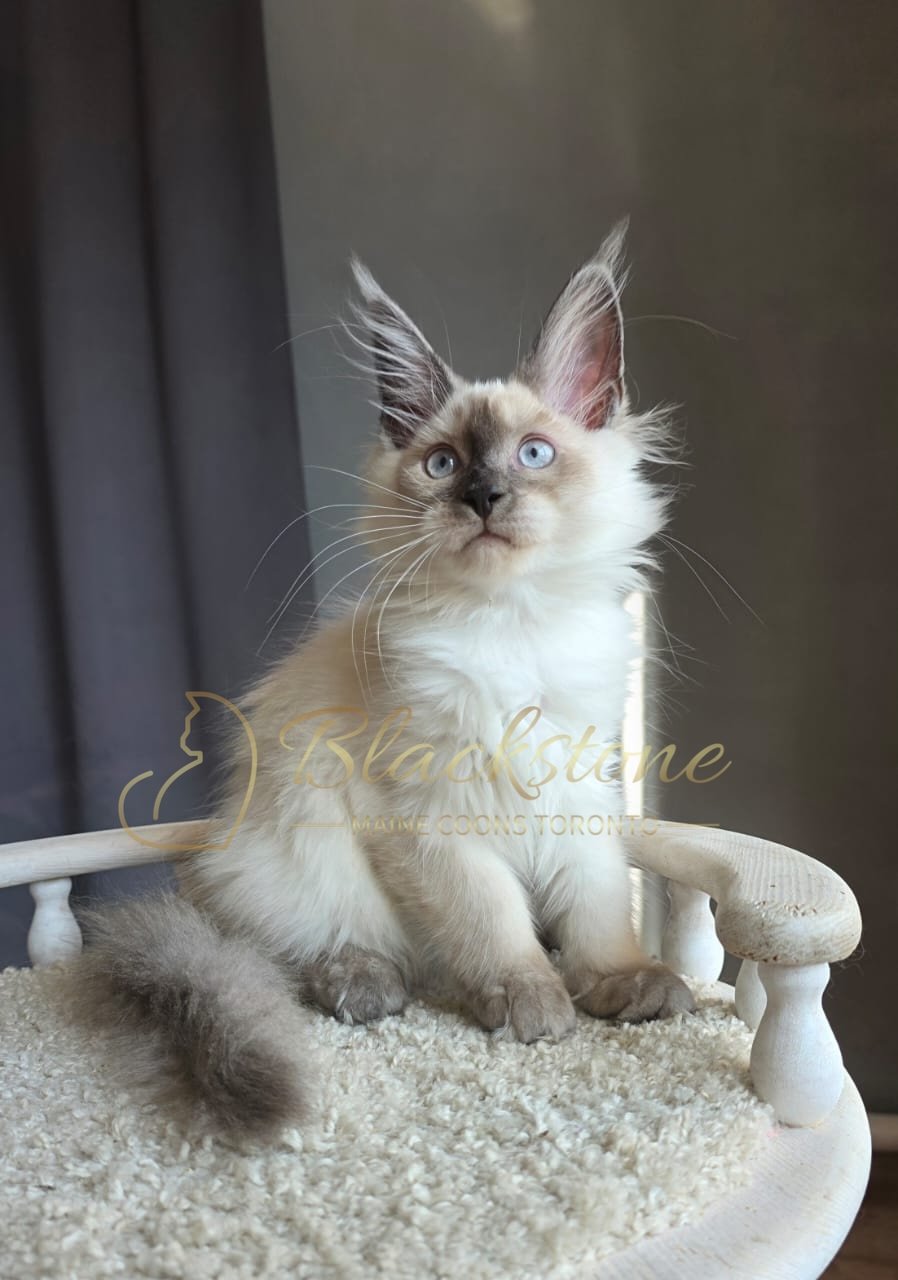 eZy Watermark_26-08-2026_08-18-58-1390PM.JPG