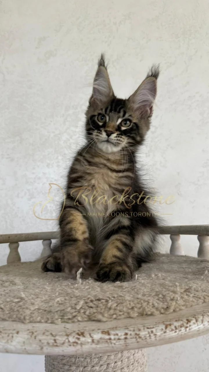 eZy Watermark_02-09-2026_10-53-23-7840AM.JPG