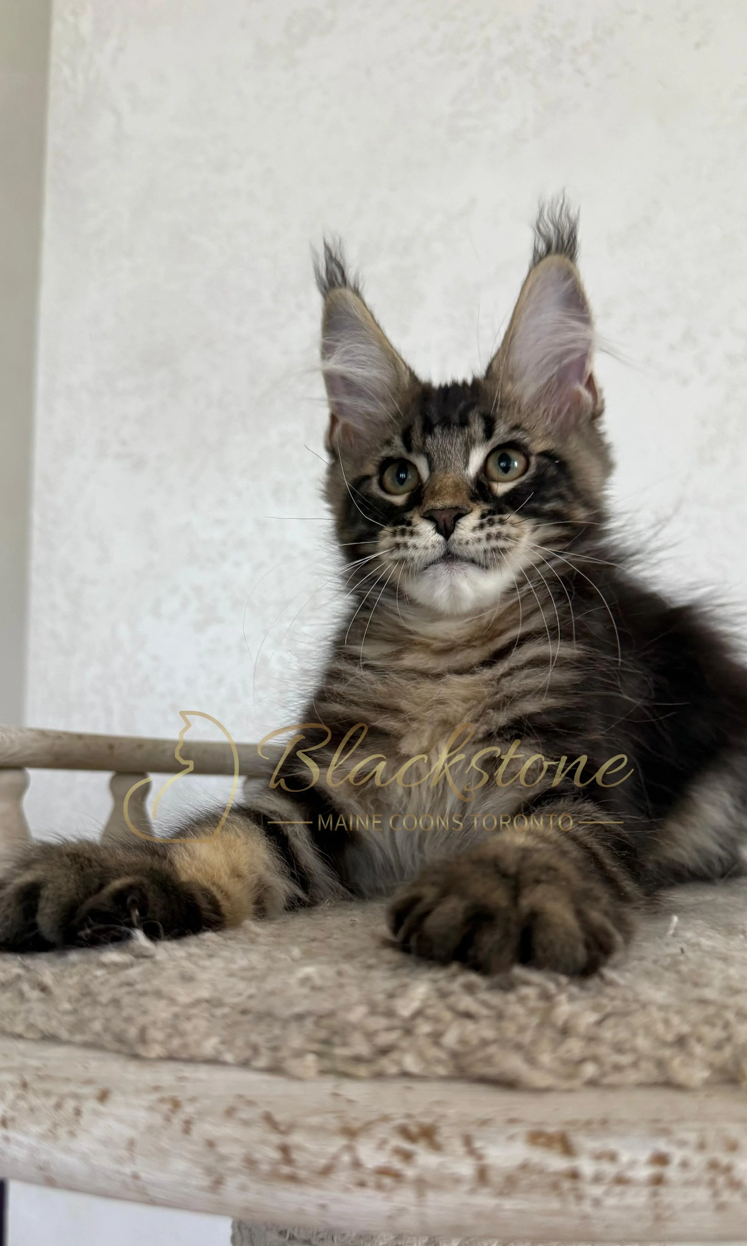eZy Watermark_02-09-2026_10-53-24-0890AM.JPG
