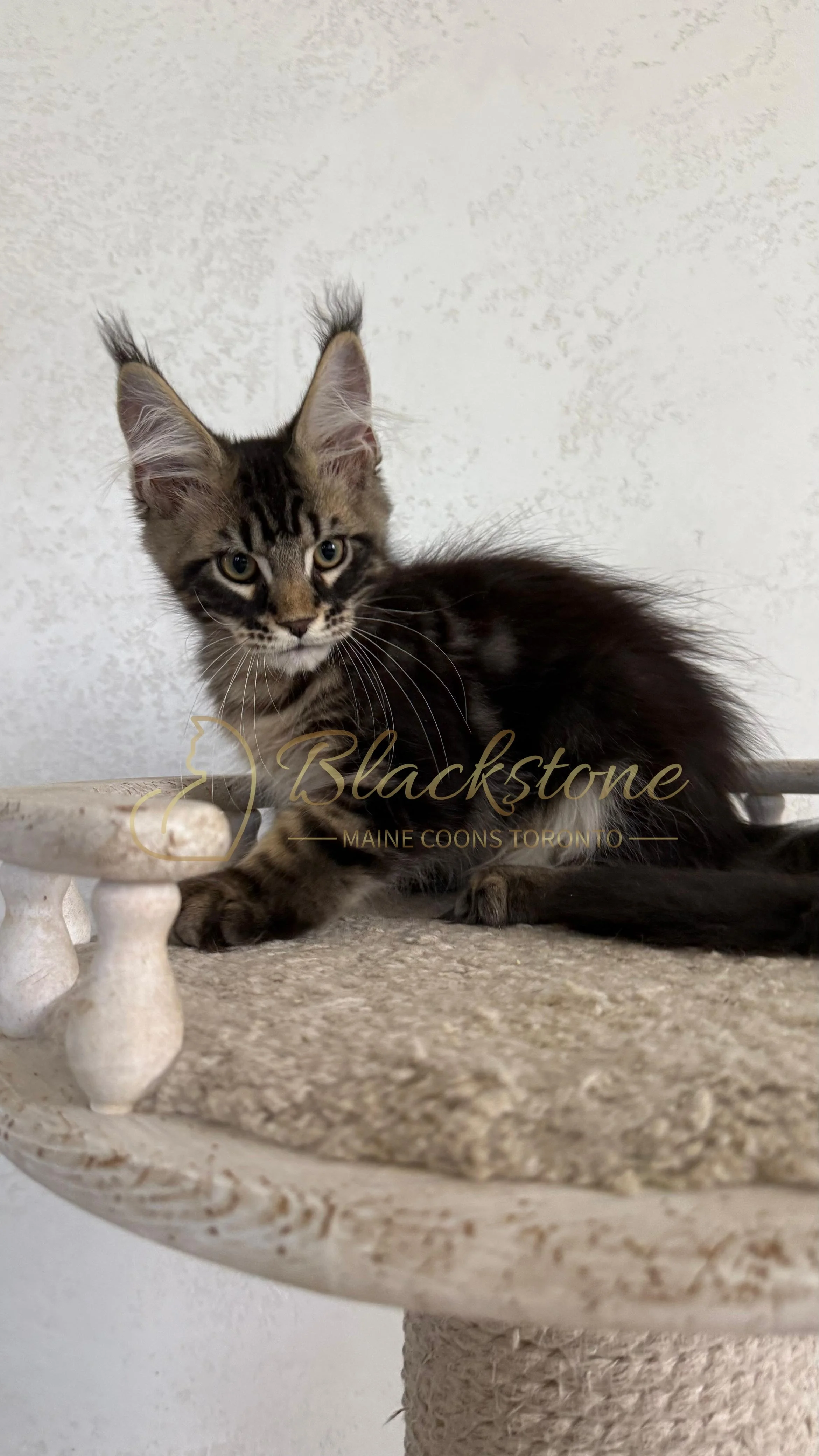 eZy Watermark_02-09-2026_10-53-24-3950AM.JPG