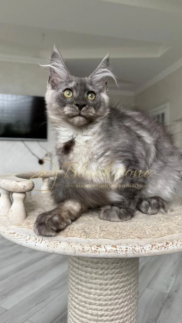 eZy Watermark_02-09-2026_10-53-25-7430AM.JPG