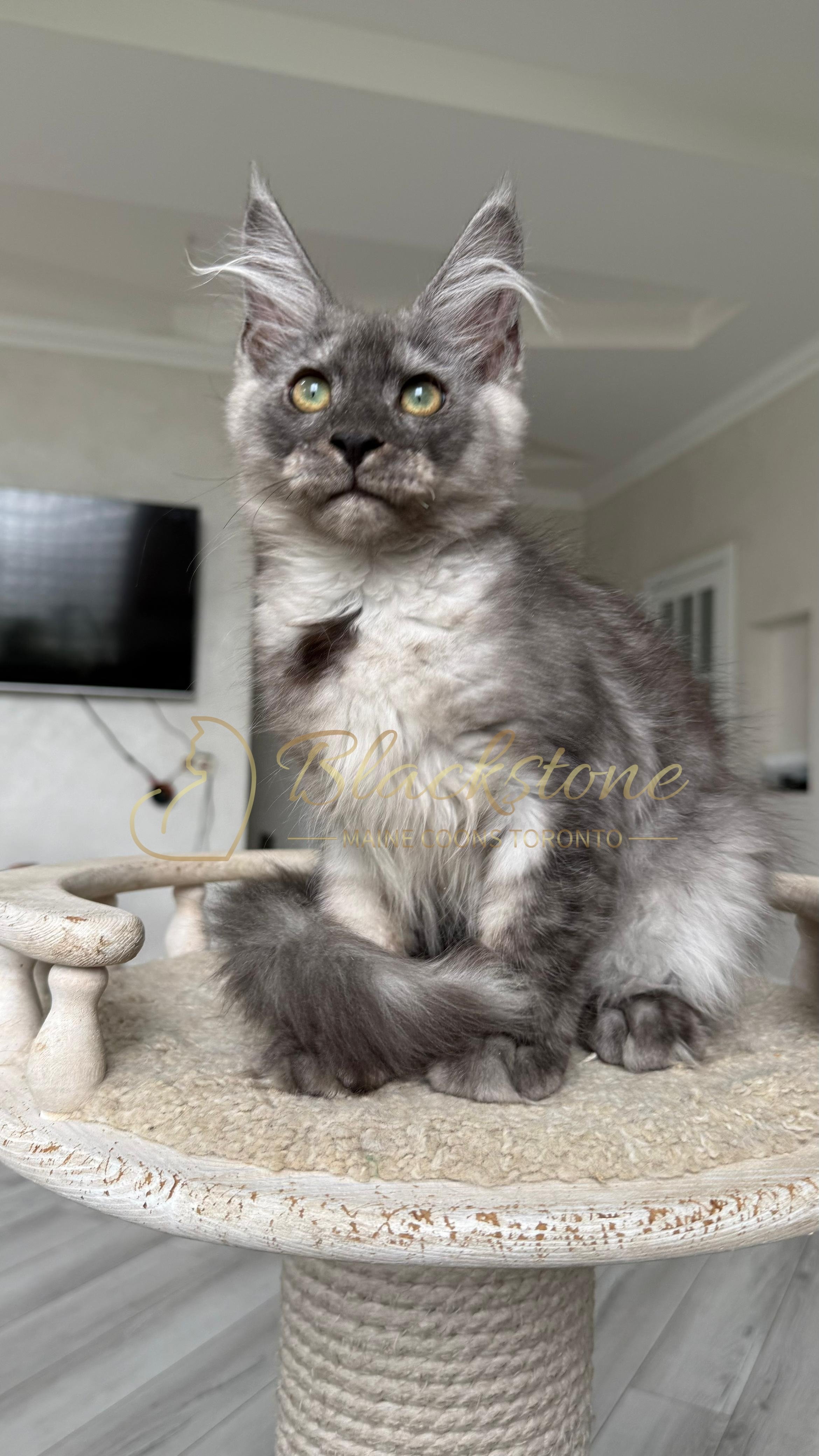 eZy Watermark_02-09-2026_10-53-26-6660AM.JPG