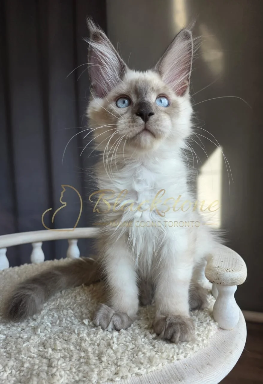 eZy Watermark_13-09-2026_12-58-53-1710PM.JPG