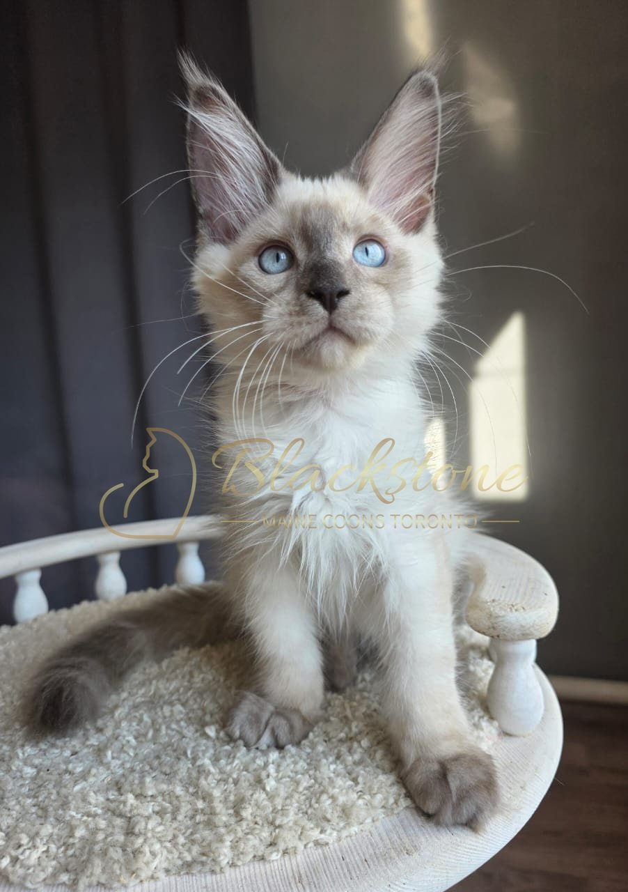 eZy Watermark_13-09-2026_12-58-53-4180PM.JPG