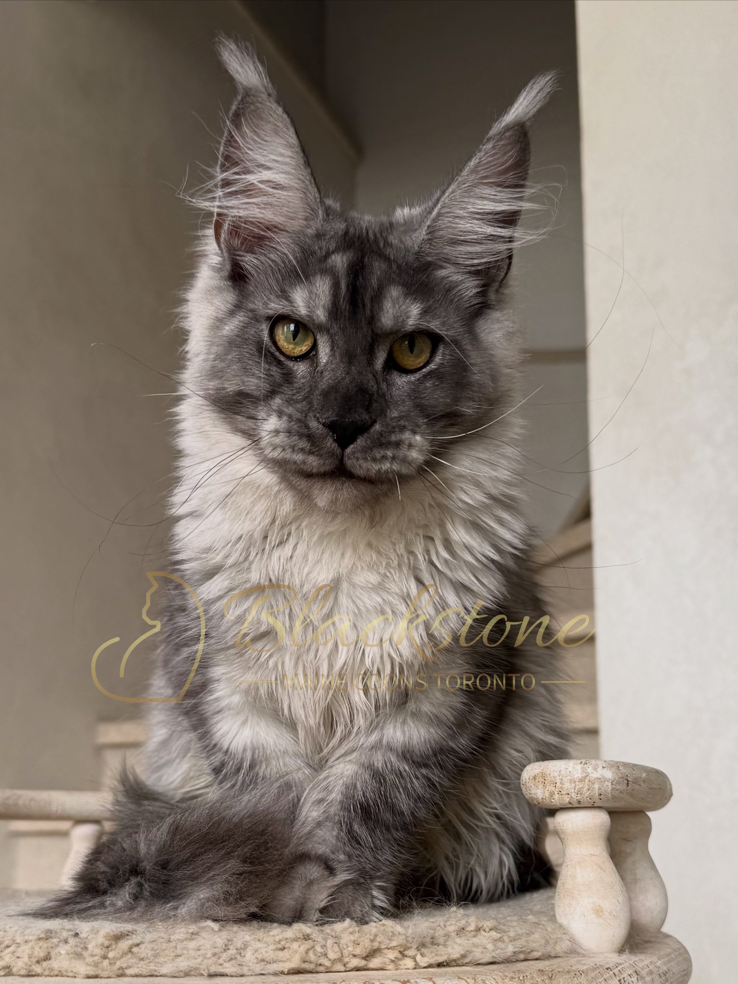 eZy Watermark_13-09-2026_01-20-56-7890PM.JPG