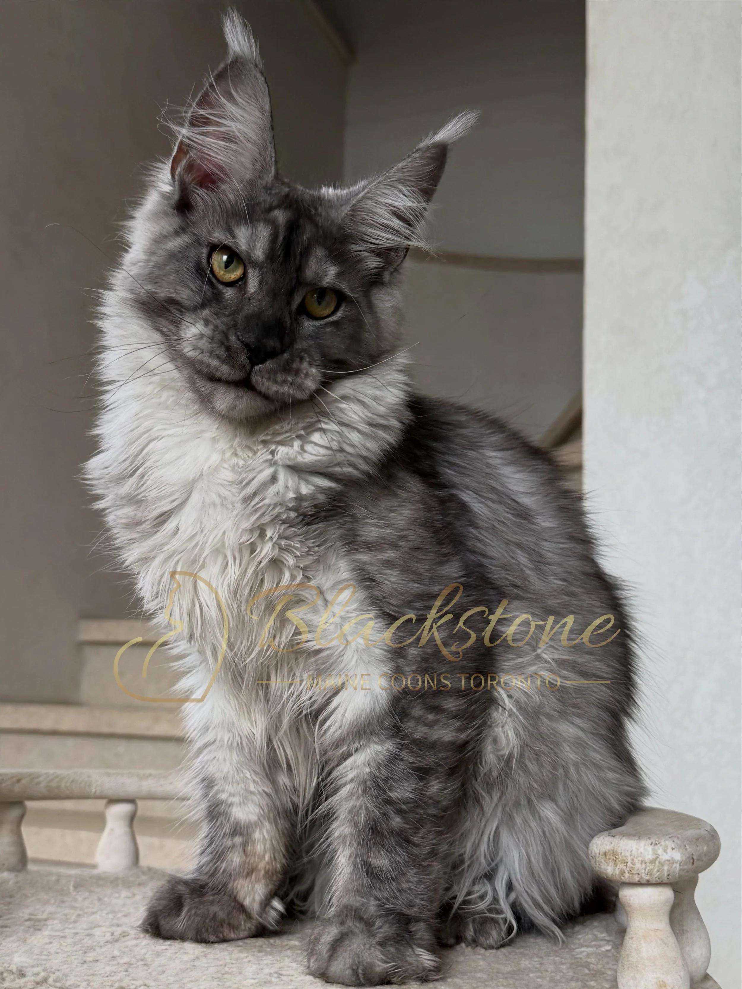 eZy Watermark_13-09-2026_01-20-56-9690PM.JPG