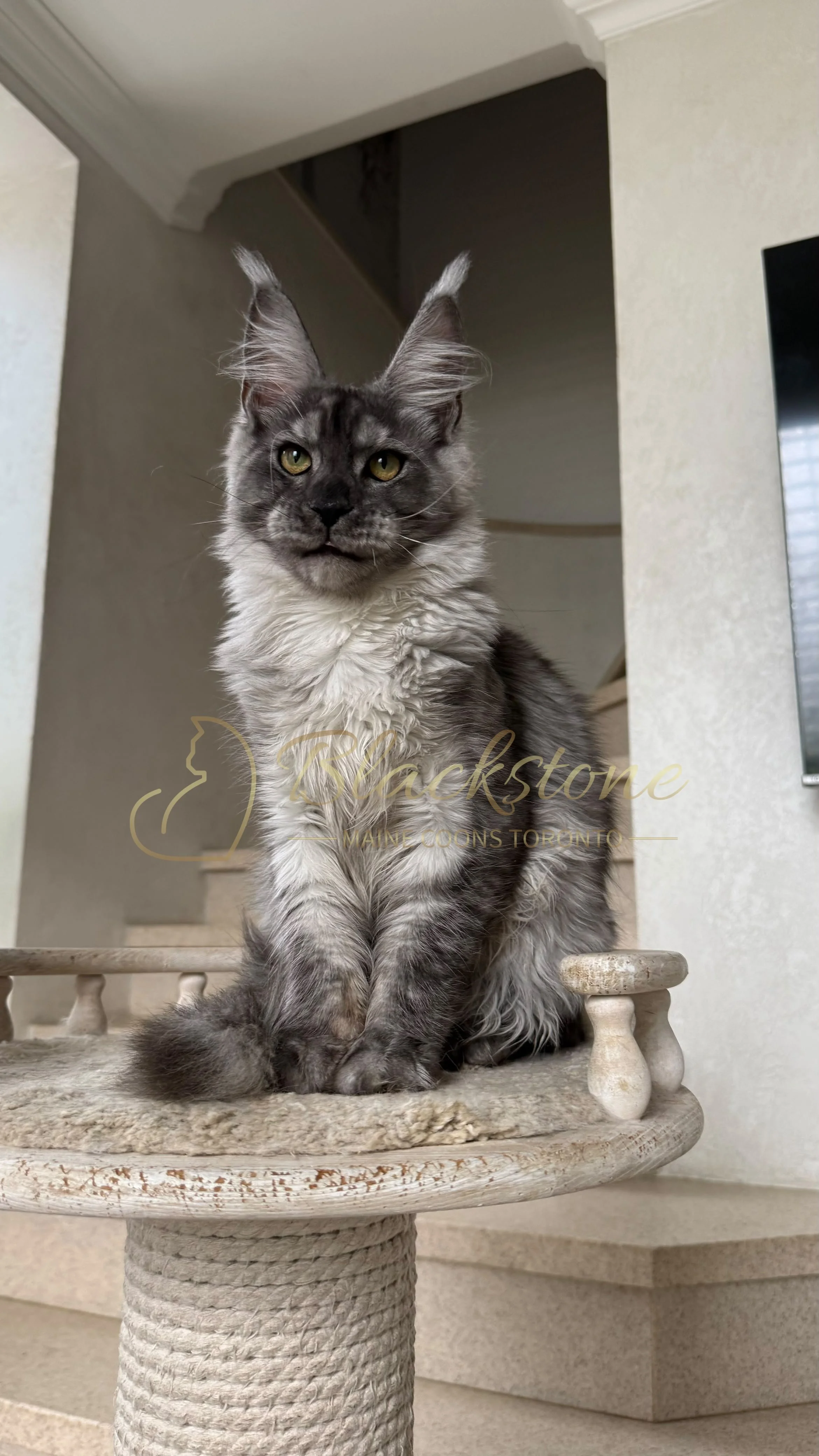 eZy Watermark_13-09-2026_01-20-57-3010PM.JPG