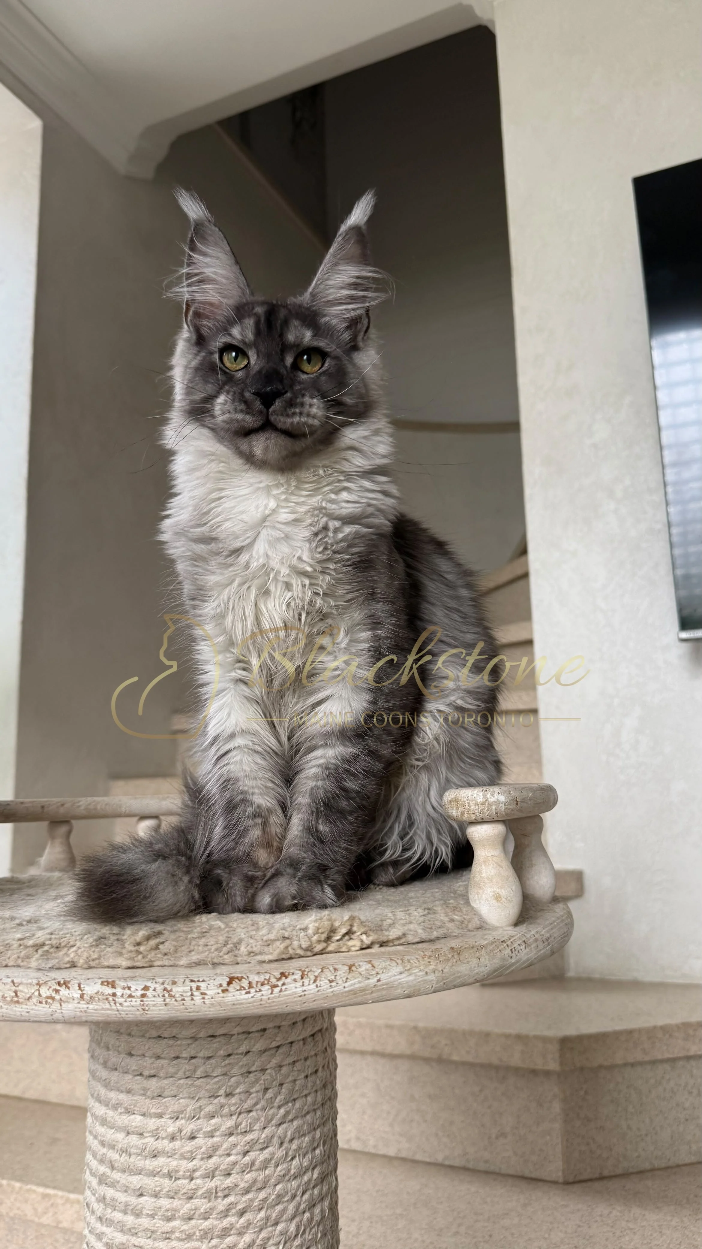 eZy Watermark_13-09-2026_01-20-57-6370PM.JPG