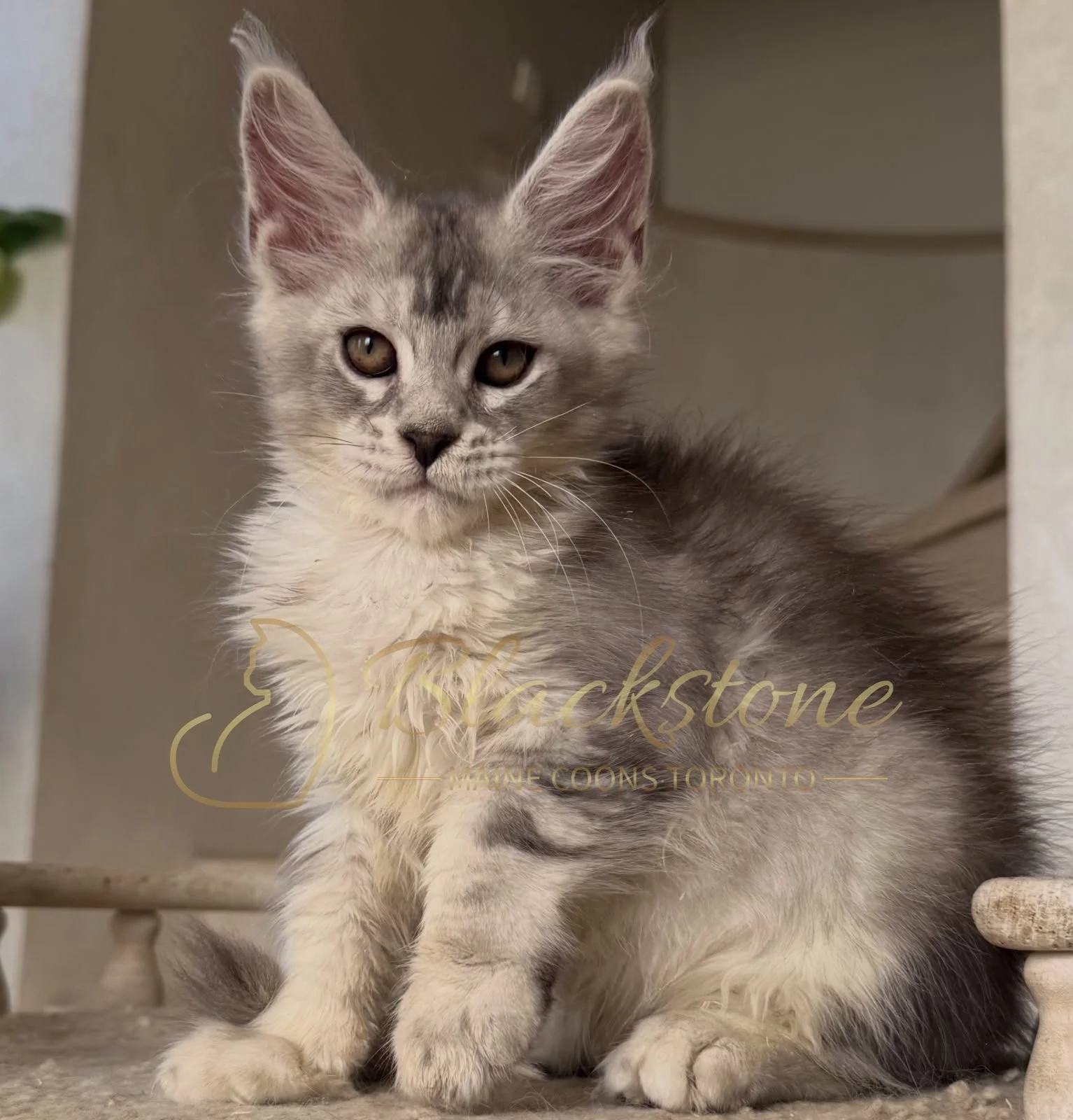 eZy Watermark_13-09-2026_01-35-24-2450PM.JPG