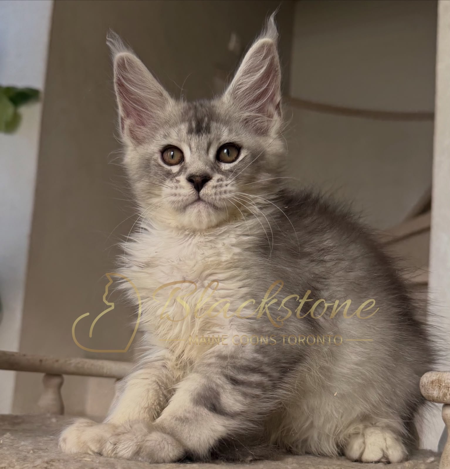 eZy Watermark_13-09-2026_01-35-24-3340PM.JPG