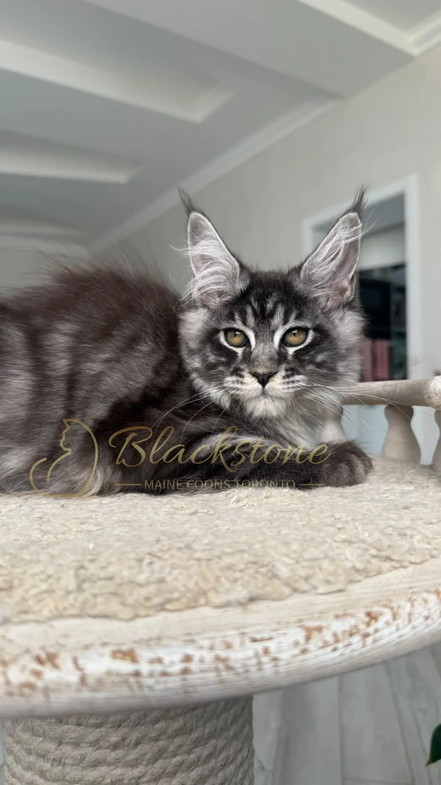 eZy Watermark_20-09-2026_01-17-13-2390PM.JPG