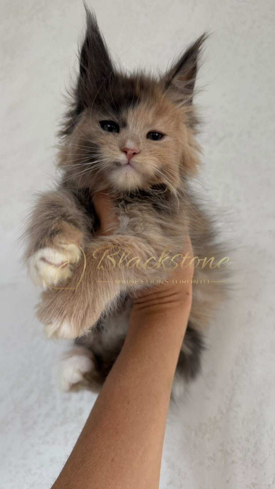 eZy Watermark_20-09-2026_06-45-02-6020PM.JPG