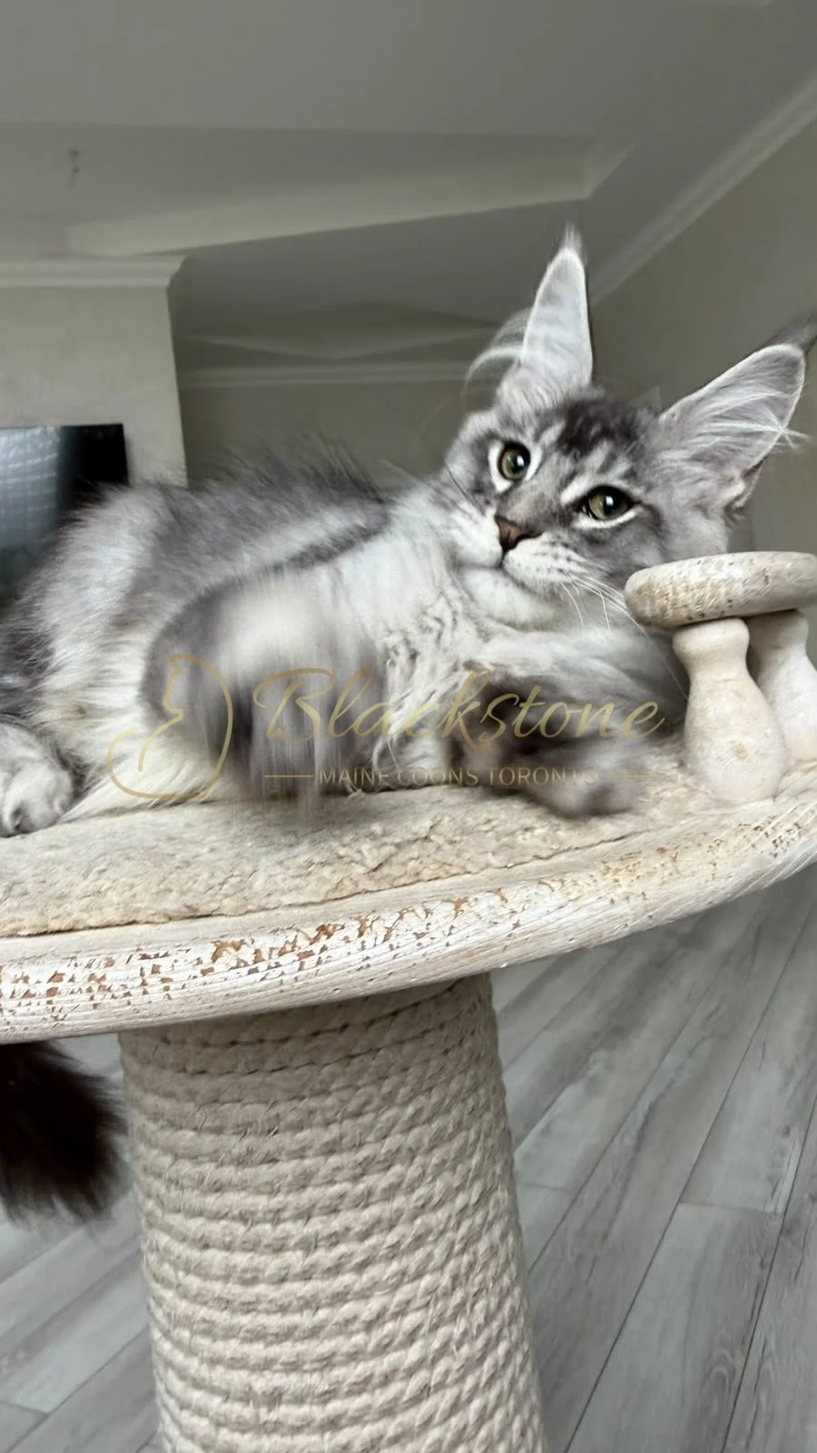 eZy Watermark_18-09-2026_02-36-06-3210PM.JPG
