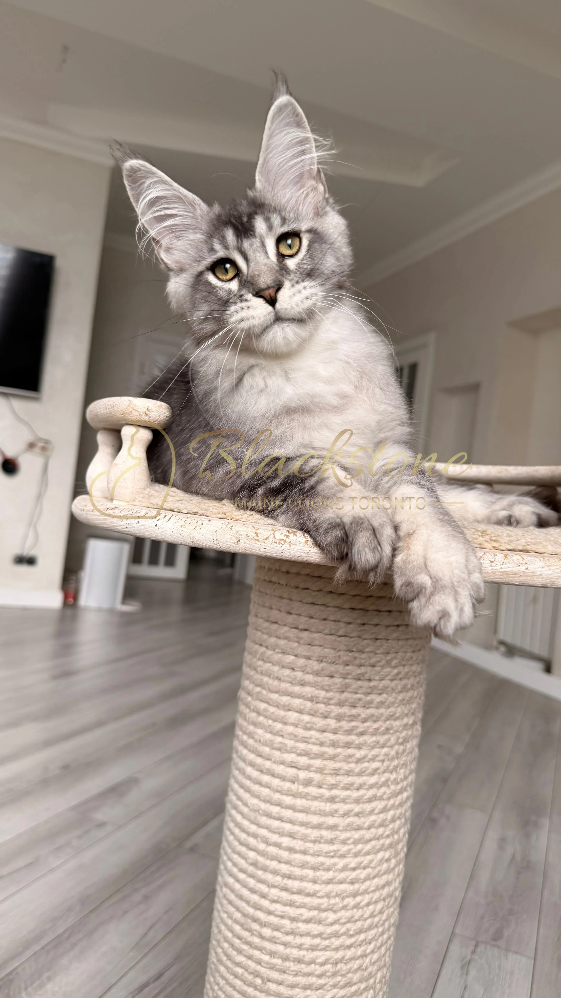 eZy Watermark_18-09-2026_02-36-06-4610PM.JPG