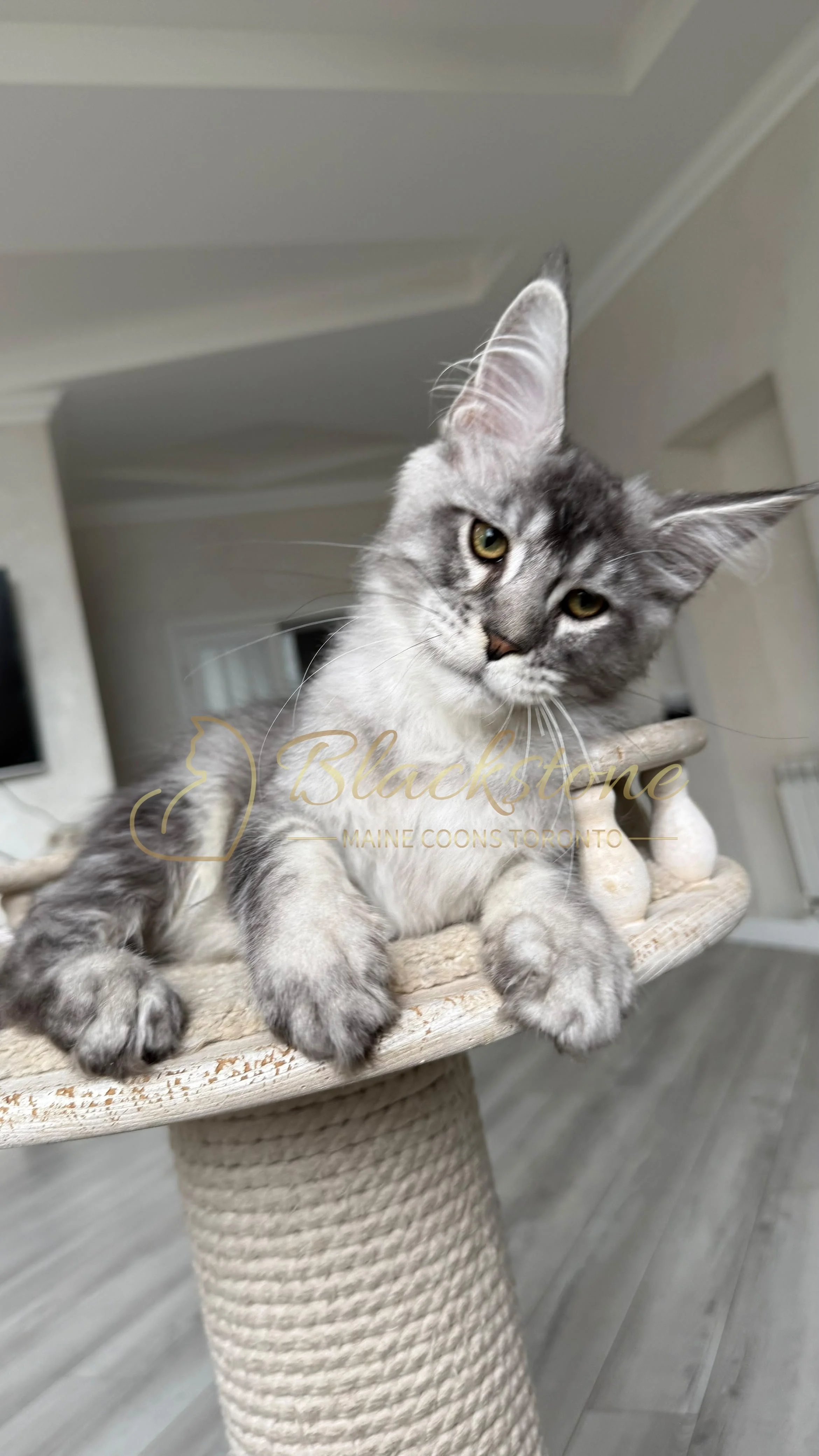 eZy Watermark_18-09-2026_02-36-06-6130PM.JPG
