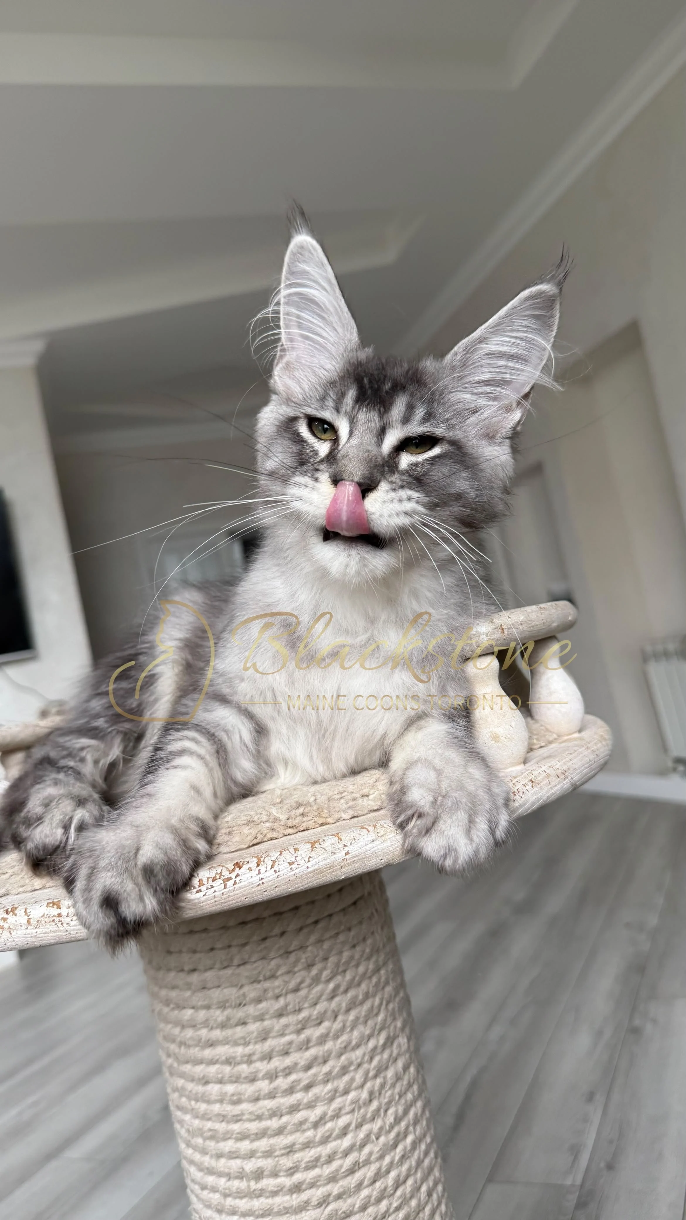 eZy Watermark_18-09-2026_02-36-07-2090PM.JPG
