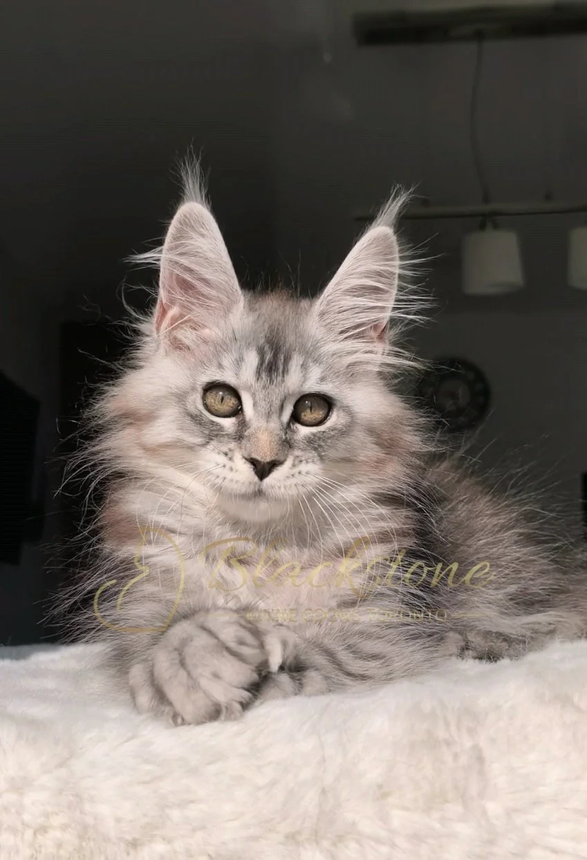 eZy Watermark_21-09-2026_06-59-27-2540PM.JPG