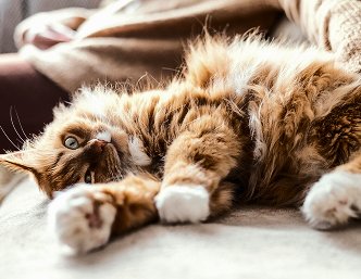 Fluffy orange cat with white paws lying on its back on a beige blanket.