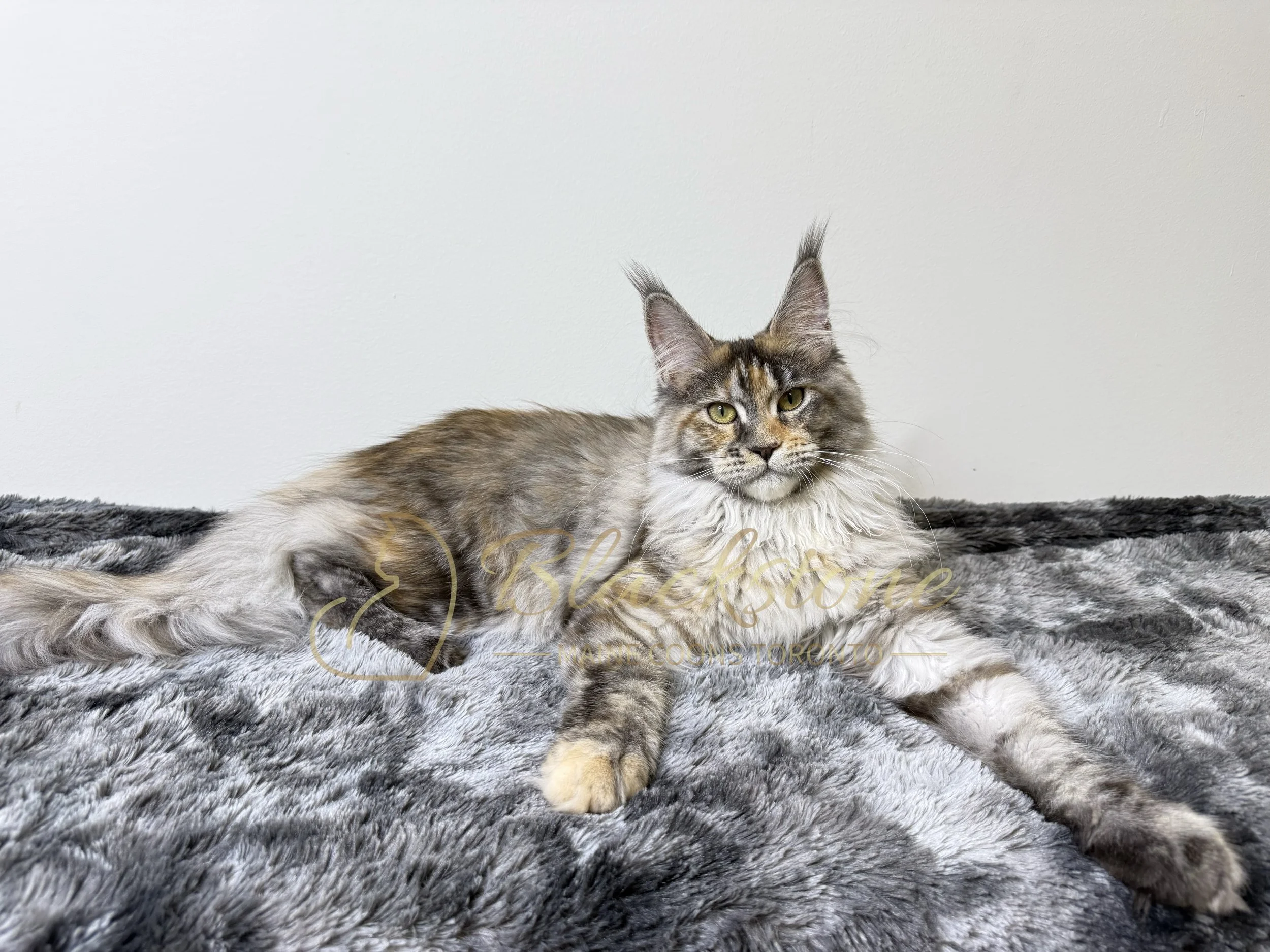 PIXIE - BLACK SILVER CLASSIC TORBIE QUEEN