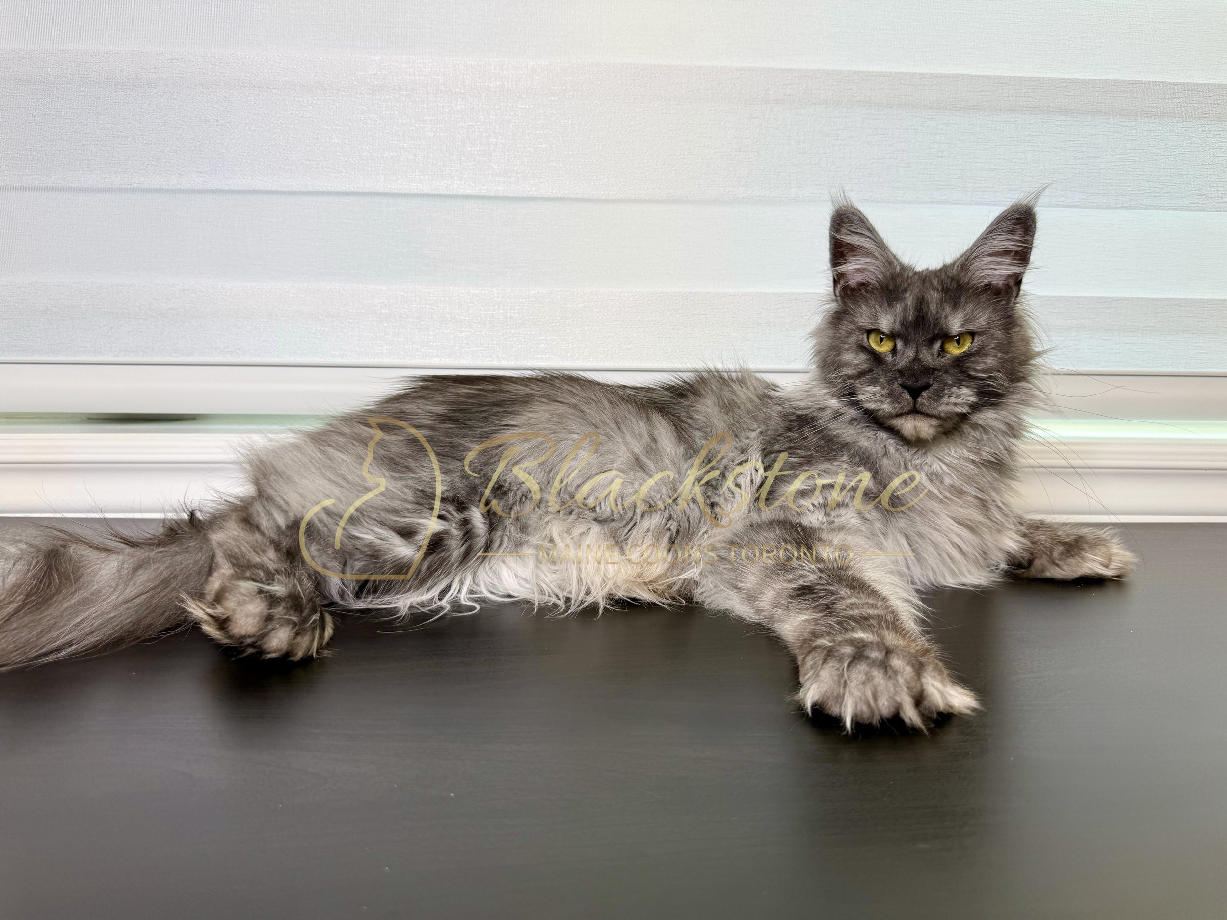BONYA - BLACK SMOKE POLYDACTYL QUEEN