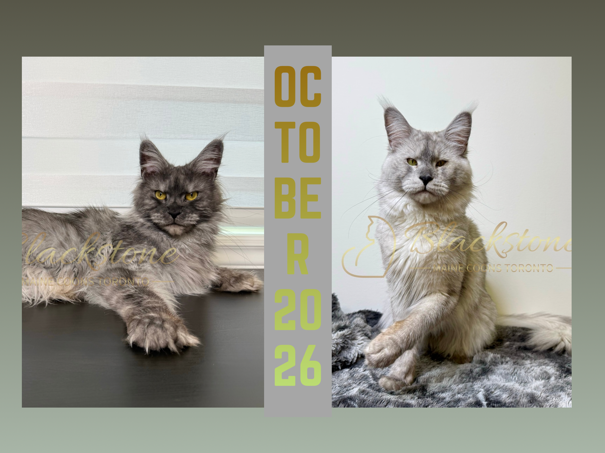 Two Maine Coon cats, one lying on a dark surface and the other sitting on a textured gray rug, with text overlay reading 'October 2026' litter announcement and 'Blackstone' logo.