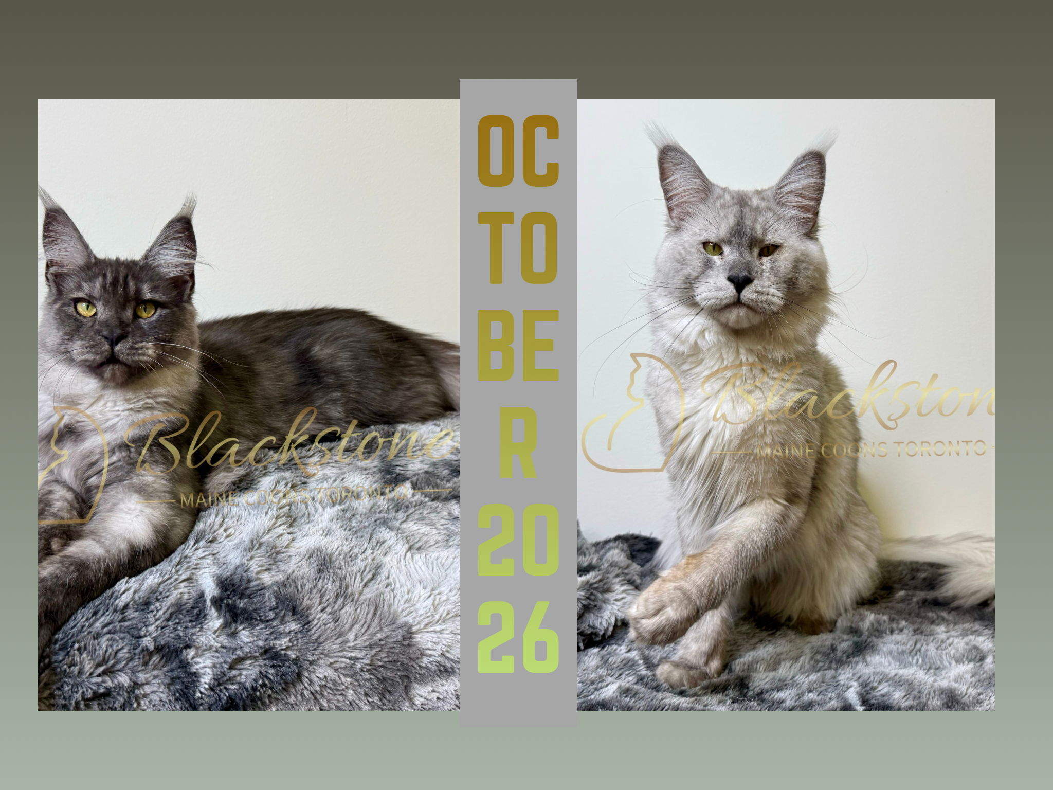 Two Maine Coon cats, one gray and one silver with yellow eyes, lying on a gray furry blanket with text and date overlay