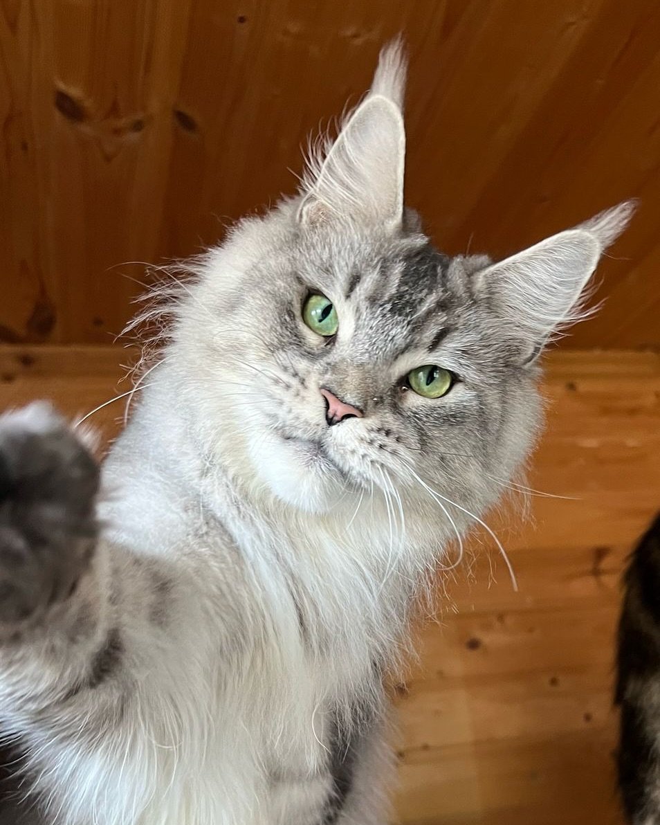 Maine Coon cat with light gray fur and green eyes, reaching towards the camera in a wooden environment.