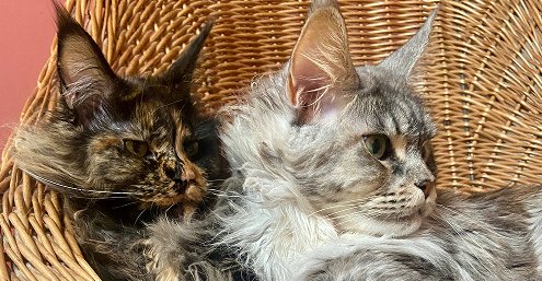 Two Maine Coon cats in a wicker basket, one dark-colored and one light-colored, with fluffy fur and alert expressions.