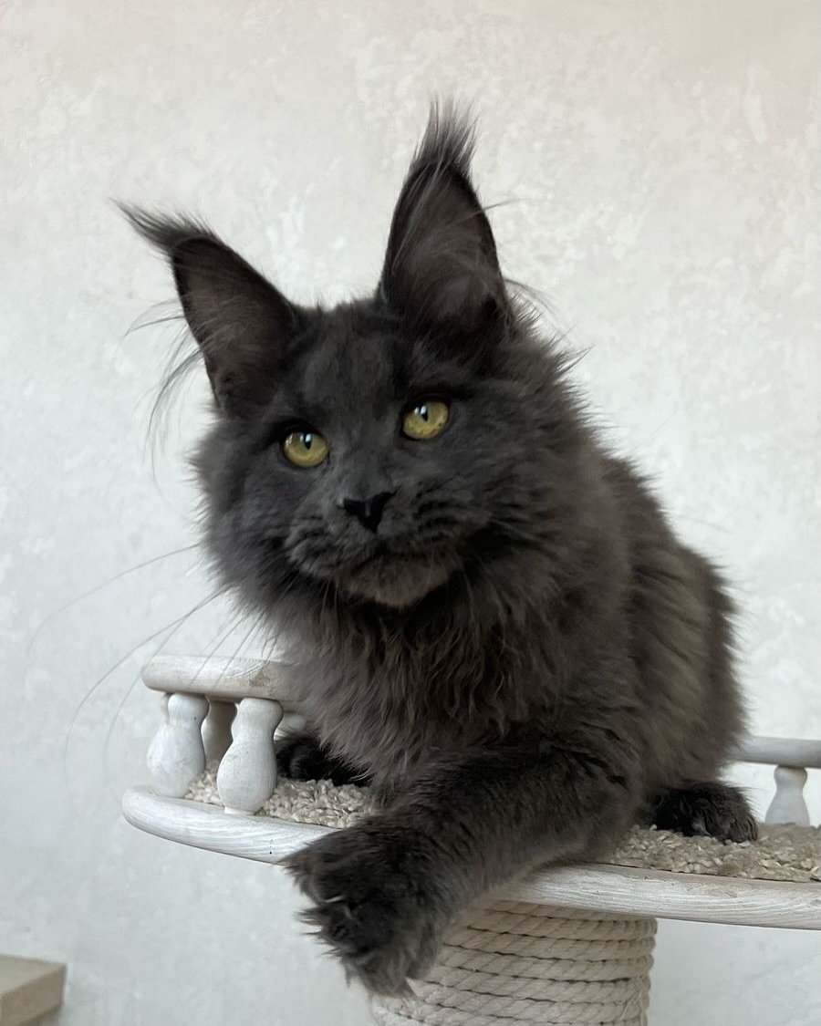 A gray Maine Coon cat sitting on a scratching post, with long hair and large ears.