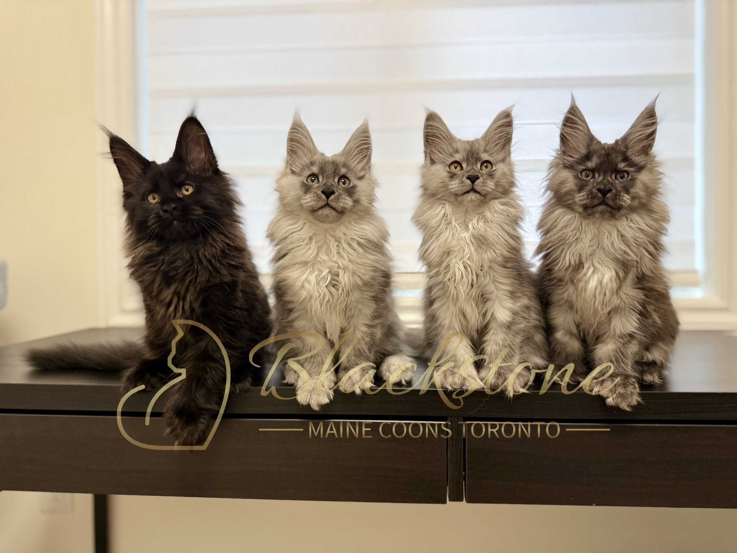 Four Maine Coons kittens sitting on a black surface with a white background. The kittens are of different colors, solid black, two silver shaded , and one black smoke. The kittens are looking forward with alert expressions.